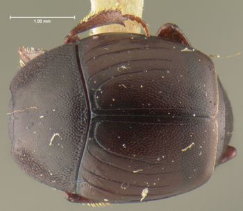 Media type: image;   Entomology 24140 Aspect: habitus dorsal view